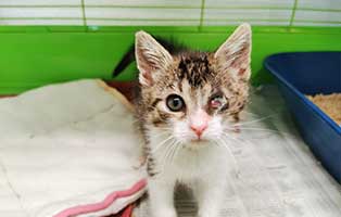 katzenbaby-krümel-katzenschnupfen-schaut Ausgesetztes Katzenbaby Krümel braucht eine Augenoperation