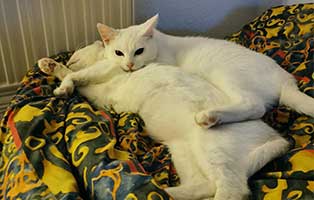 zuhause-gefunden-drei-katzen-kuscheln Statusbericht von Casper, Bunny und Lilly