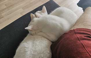 zuhause-gefunden-drei-katzen-kuscheln2 Statusbericht von Casper, Bunny und Lilly
