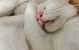 zuhause-gefunden-drei-katzen-schlafen Nachricht von Goldi