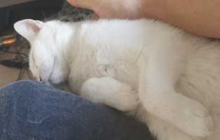 zuhause-gefunden-drei-katzen-schmusen Statusbericht von Casper, Bunny und Lilly