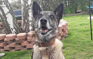 Ben-300x191 Futterpatenschaft - Tierheimtieren helfen