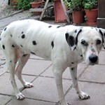 hund-nala-dalmatiner-weiblich-patentier-150x150 Nana - Dalmatiner (OH001/21)