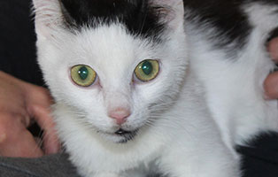 katze-schauferl-patentier01 Tierpate werden - Katzen
