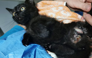katzenbaby-weiblich-bissverletzung-behandlung Katzenbaby mit schwerer Verletzung braucht Hilfe
