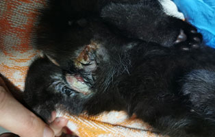 katzenbaby-weiblich-bissverletzung-wunde Katzenbaby mit schwerer Verletzung braucht Hilfe