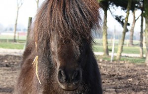 pony-paul-patentier01-300x191 Paul - Shetlandpony (TP019/15)
