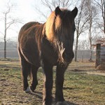 pony-paula-patentier01-150x150 Paula - Shetlandpony (TP002/17)