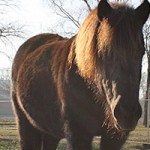 pony-paula-patentier02-150x150 Paula - Shetlandpony (TP002/17)