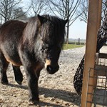 pony-paula-patentier03-150x150 Bildversteigerung zu Gunsten von Patenpony Paul