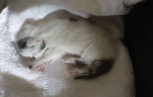 babykatzen-sterben-leise02 Babys von Steunerkatzen sterben leise