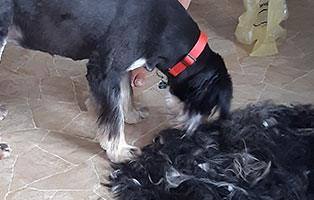 hund-baerbel-zuhause-gefunden-fell Bärbel war beim Friseur