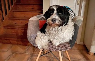 hund-caspar-zuhause-gefunden-stuhl Caspar macht alles mit