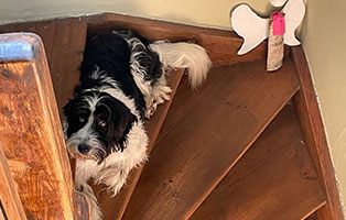 hund-caspar-zuhause-gefunden-treppe Caspar macht alles mit