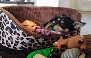 hund-emma-zuhause-gefunden-koerbchen Emma, unser Traumhund