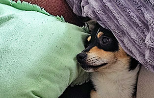 hund-emma-zuhause-gefunden-kuschelt Emma, unser Traumhund