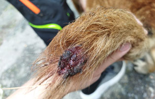 hund-ludwig-misshandelt-rute Schwer misshandelter Hund aus Polen beißt sich die Rute kaputt