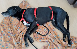hund-zippo-zuhause-gefunden-schlaeft Hund Zippo ist angekommen