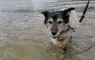hund-zotti-zuhause-gefunden-meer Zotti entspannt lieber am Strand
