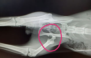 kater-verletzt-huefte-bein-roentgenbild Verletzter Kater sucht Hilfe bei den Menschen