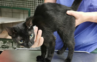 katze-finchen-verletzung-hals-behandlung Tierquäler binden Katzenbaby an Baum