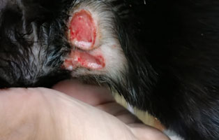 katze-finchen-verletzung-hals Tierquäler binden Katzenbaby an Baum