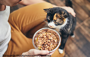 katzen-ratgeber-nassfutter Vergiftung bei Katzen