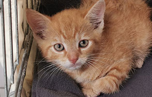 katzenbaby sk46821 männlich