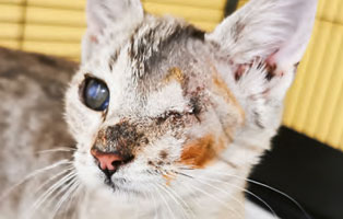 kitten-muesli-dachboden Hilfe für unsere Katzenschnupfen-Kinder