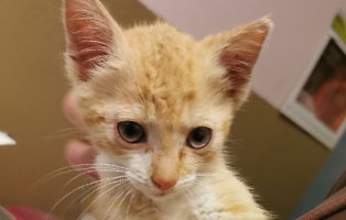 kleiner-roter-kater-start-ins-leben 10 Kitten aus dem Tierheim Bückeburg suchen Start-ins-Leben Paten
