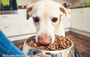 ratgeber-hunde-trockenfutter Gesundes Trockenfutter für Hunde – worauf kommt es an?