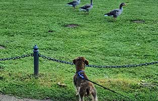 hund-locke-zuhause-gefunden-gaense Locke liebt Spaziergänge in der Natur