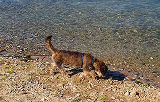 hund-locke-zuhause-gefunden-ufer Locke liebt Spaziergänge in der Natur