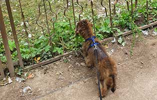 hund-locke-zuhause-gefunden-zaun Locke liebt Spaziergänge in der Natur