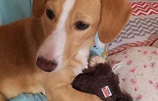 hund-möhre-oskar-zuhause-gefunden Glücklich vermittelt - Adoption geglückt