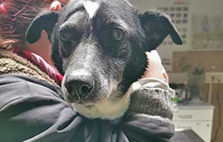 hund-polen-halinka-ausgesetzt-arm Altes Hundemädchen wegen Krankheit einfach ausgesetzt