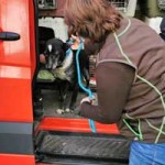 hund-polen-halinka-ausgesetzt-ausstieg-150x150 Altes Hundemädchen wegen Krankheit einfach ausgesetzt