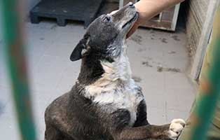 hund-polen-halinka-ausgesetzt-gestreichelt Altes Hundemädchen wegen Krankheit einfach ausgesetzt