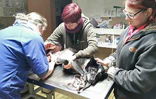 hund-polen-halinka-ausgesetzt-op-tisch Altes Hundemädchen wegen Krankheit einfach ausgesetzt