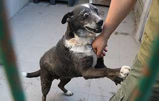 hund-polen-halinka-ausgesetzt-springt Altes Hundemädchen wegen Krankheit einfach ausgesetzt