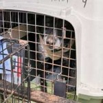 hund-polen-halinka-ausgesetzt-transportkorb-150x150 Altes Hundemädchen wegen Krankheit einfach ausgesetzt