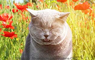 katze-allergie-umwelt-wiese Allergien bei Katzen - Futtermittelallergie