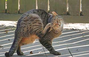 katzen-allergie-kratzt Vergiftung bei Katzen