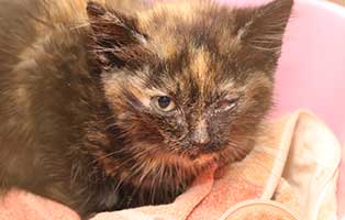 katzenbaby-finny-sk536-20-start-ins-leben 10 Kitten aus dem Tierheim Bückeburg suchen Start-ins-Leben Paten