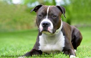 ratgeber-american-staffordshire-terrier-300x191 Listenhunde: Rasseliste & Vorschriften für Kampfhunde