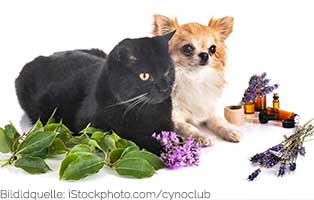 ratgeber-duftoele-tiere Gutes Nassfutter für Katzen