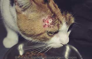 ratgeber-katze-flohspeichelallergie Allergien bei Katzen - Futtermittelallergie