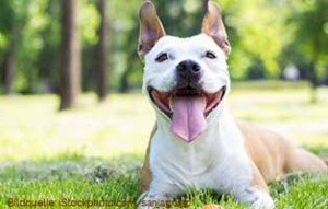 ratgeber-staffordshire-bullterrier-300x191 Listenhunde: Rasseliste & Vorschriften für Kampfhunde