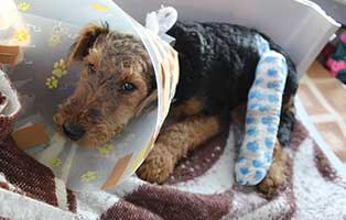 hund-august-beinbruch-trichter Misshandelte Katze aus Fenster geworfen – Besitzer angezeigt wegen Tierquälerei