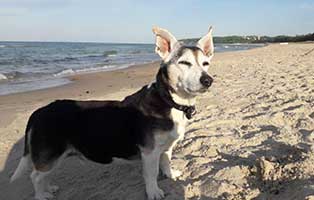 hund-kyro-zuhause-gefunden-strand Aus Kyro ein fröhlicher Senior geworden